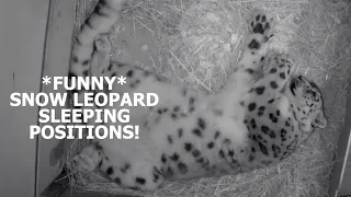 *FUNNY* Snow leopard sleeps in strangest positions! - The Big Cat Sanctuary