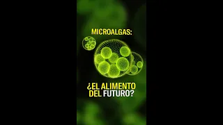 Microalgas: ¿El alimento del futuro?