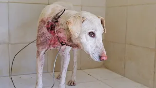 Dog rescued with wire embedded in neck, long road to emotional recovery.