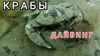 Богатство японского моря. Дайвинг Владивосток. Дайвинг Приморье. Подводный мир дайвинг.