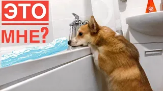 ПРИНЯТЬ ванну с собакой?😂 Они меня преследуют! VLOG