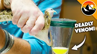 Deadliest Job in America - Snake Milker!