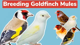 Breeding Goldfinch Mules | The preparation