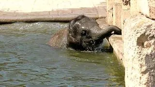 Zoo Hannover Elefantenbaby beim Baden