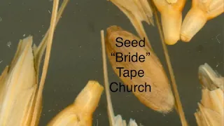 The Life Is Only In The Bride Seed (Tape Church) Not The “church”