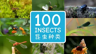 100 Insects in Chinese & English | 一百种昆虫的中文英文名稱 | Educational Video For Kids, Toddlers & Babies