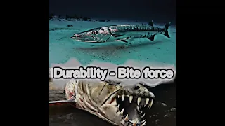 Goliath Tigerfish vs Great Barracuda #edits #fish