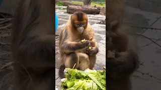 #monkey funny monkey video 32