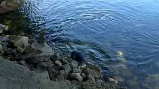 Deutscher Jagdterrier im Wasser NLT njemacki lovni terrier