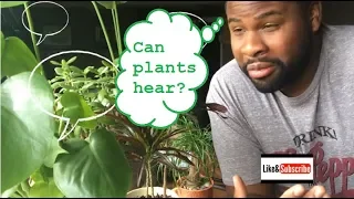 Do plants listen to us?