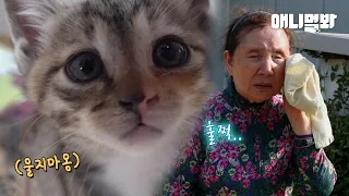 마음의 눈으로 키운 11마리의 고양이들과 오늘 헤어집니다ㅣSightless Grandma And 11 Cats (True Touching Story)