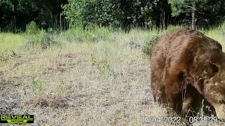 Limpy the bear. San Bernardino NF near Big Bear CA