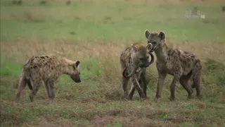 Дикая Африка: река жизни Замбези  (Wildest Africa:Zambezi   River of Life )