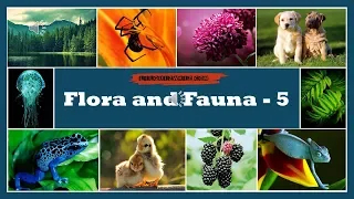 Lilquizwhiz | Flora and Fauna - 5 | Fun Quiz | Quiz for kids | Olympiads & Competitive Exams Prep