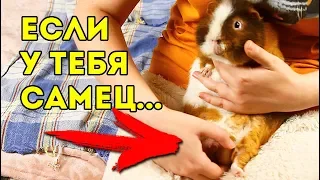 ГРЯЗНЫЕ ПОДРОБНОСТИ! Каловый Карман У Морских Свинок ФУУУУУ