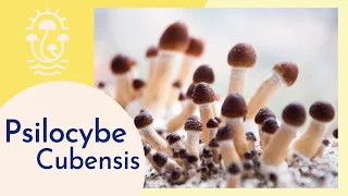 Psilocybe Cubensis: Meet the Psychedelic Mushroom