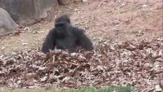 Gorillas playing in leaves [Metal Edition]