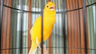 A fantastic Canary song to seduce all Canaries - the best Canary song for courting