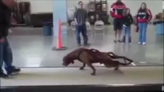 Pitbull Impossible Power