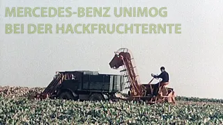 Mercedes-Benz Unimog 411 bei der Hackfruchternte - sehenswerter historischer Werbefilm aus den 50ern
