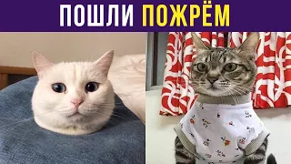 Приколы с котами. ПОШЛИ ПОЖРЁМ | Мемозг #306