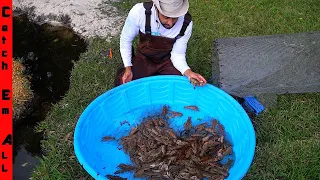 CATCHING 100s of GIANT CRAWFISH in FISH TRAP! ** Diy BACKYARD SWAMP POND **