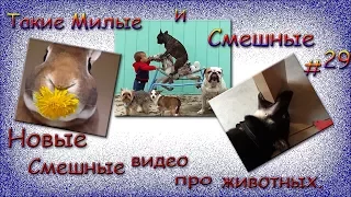 Новые смешные видео про животных. Такие Милые и Смешные #29