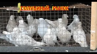 Голубиный рынок в Астрахани!