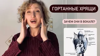 Хрящи в вокале: щитовидный/перстневидный/черпаловидный. Почему важно о них знать