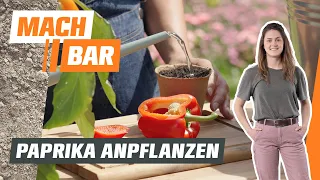 Paprika vorziehen, anbauen & pflegen – alles zum Gemüseanbau 🫑 | OBI