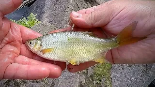 Bass Fishing with Wild Shiners (Top Water)