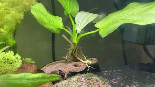 Warum sehen meine neu eingesetzten Pflanzen im Aquarium nach einiger Zeit unansehnlich aus