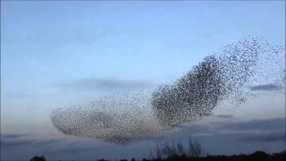 Starling Murmuration 2015 HD