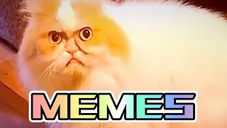 BEST MEMES COMPILATION🐱V01 - V10🐶🤪🤪🤪