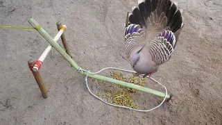 Creative Bird Trap - Minute Experiment Bird Trap Make From Bamboo Vs Wood Vs Rubber