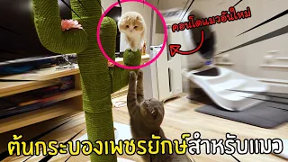 [ENG SUB] Giant Cactus Cat Tower  