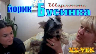 Щенок-йорик Бусинка уехала жить в Киев / питомник XX-Vek