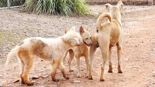 Little cute female dog love to introduce to Bally || # 1235 Nature Show