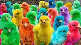 Catching Colorful Chickens Chickens, Rainbow Chicks, Rabbits, Animal Sound, Cute Animals 🐥💖🌈