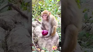 Funny monkey#monkey #shorts #ytshorts