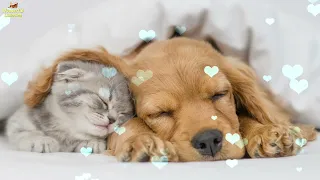 Relaxing Sleep Music For Puppies 🐶 Calm And Relax Your Dog ❤️ Soothing Lullaby For Dogs