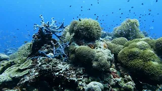 Le Méridien Maldives Resort, House Reef Dive