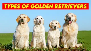 Unveiling the Secrets: Identifying the 3 Golden Retriever Types
