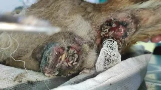 Abandoned Blind Dog Rescued || Removing Maggots || Dog Rescue