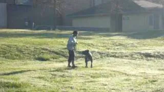 La Onda / Scandifio's Damian Cane Corso Schutzhund Tracking Training