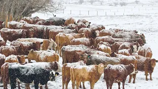 American Ranchers Raise Millions Of Cattle In Snow Season This Way - Livestock Farming