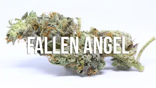 Fallen Angel by Devil's Harvest cannabis review - it's SUPER SWEET!