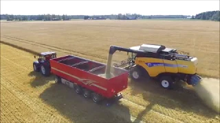 New Holland CX 8070, Ohran puintia. Barley harvest