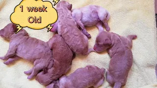 Puppies | stages of development | Poodles