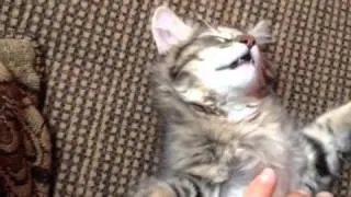 Sleepy cat sleeps with mouth and eyes open